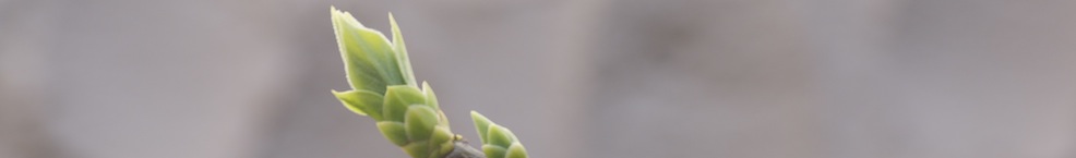 header_knospe.jpg